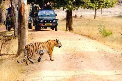 Group Of Tiger