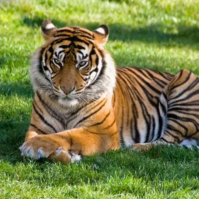 Sitting Tiger