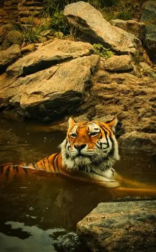 Tigers In Pench National Park