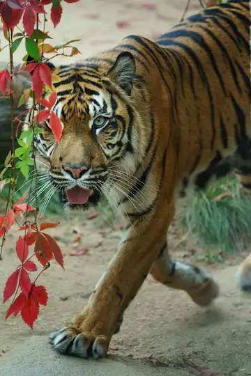 tiger in pench