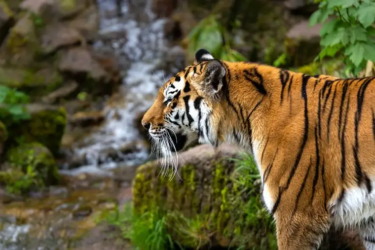 Yawning Tiger