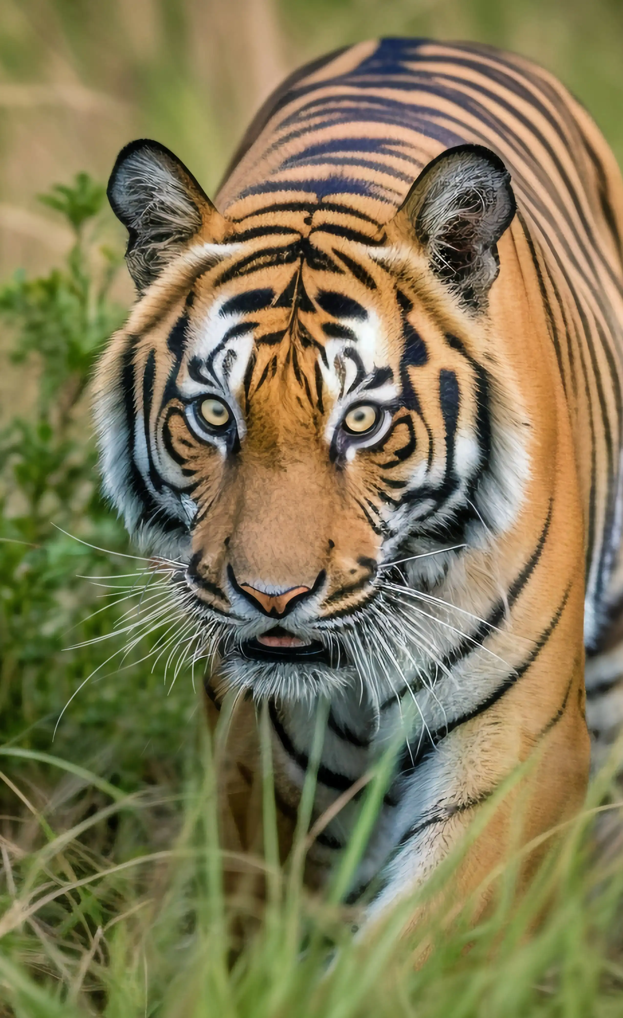 Dangerous Tiger