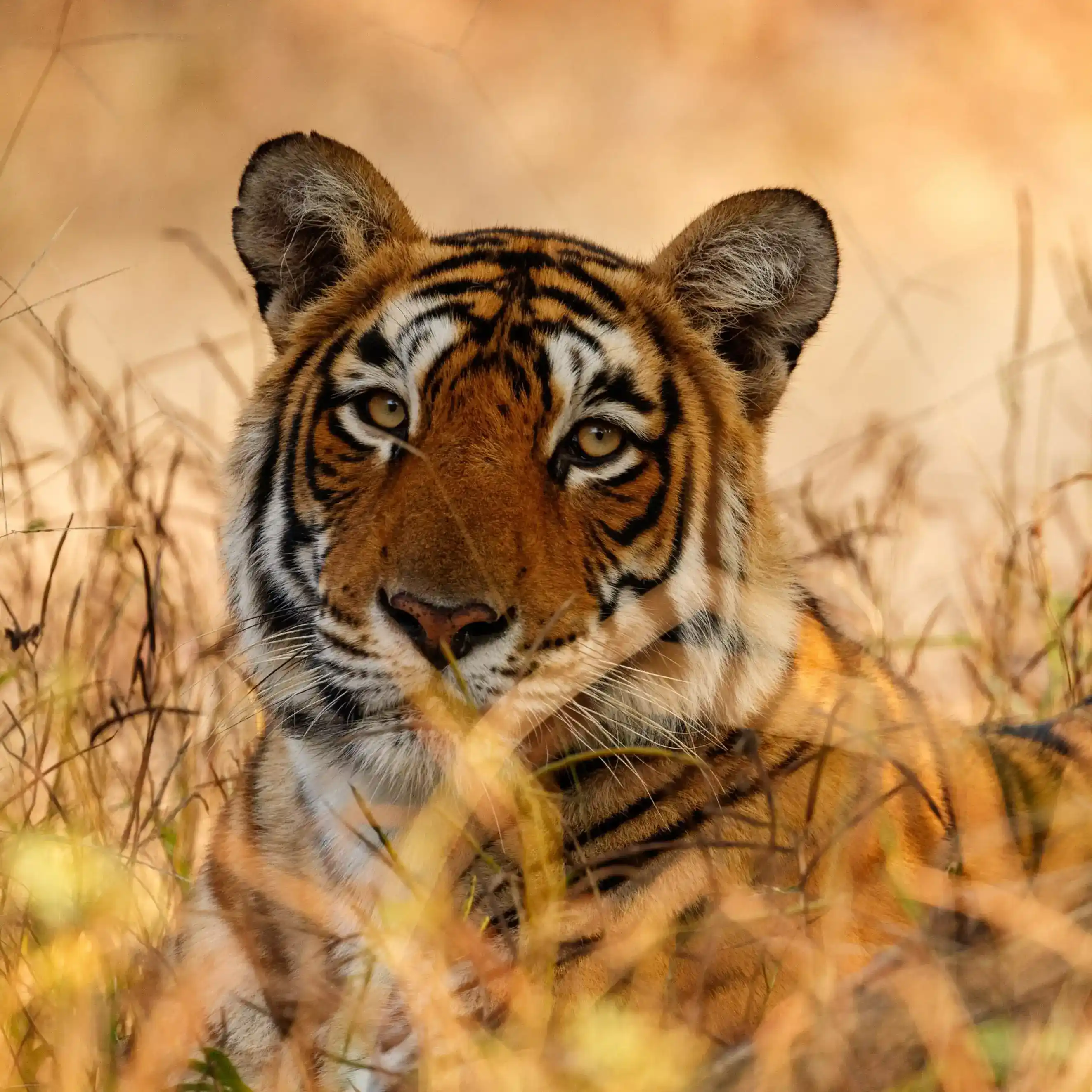 Tiger In Grass