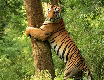 Tiger in Tree