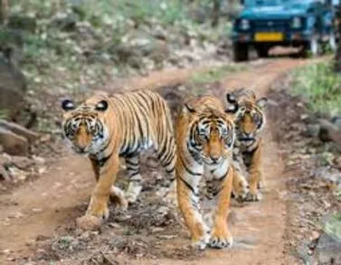 Group Of Tiger