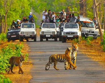 Tigers on Road